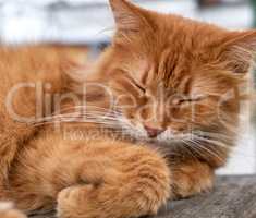 reddish adult cat with a big mustache sleeps