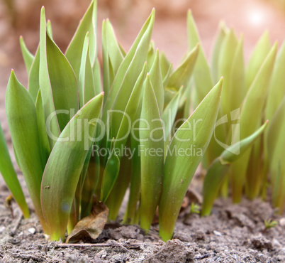 green tulips on a spring afternoon