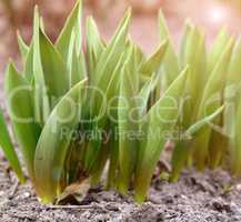 green tulips on a spring afternoon