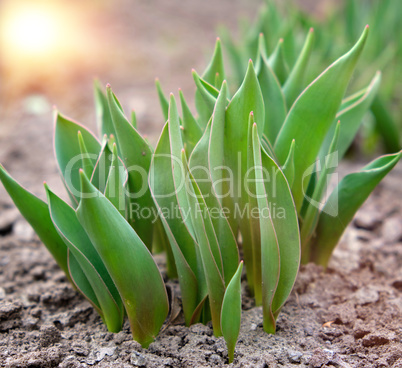 green tulips on a spring afternoon in the sunshine