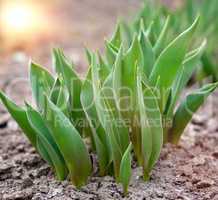 green tulips on a spring afternoon in the sunshine