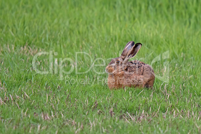 Feldhase (Lepus europaeus)