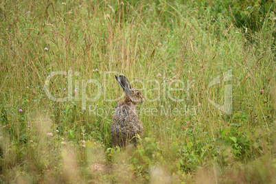 Feldhase (Lepus europaeus)