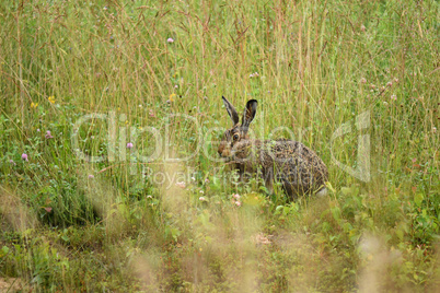 Feldhase (Lepus europaeus)