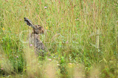 Feldhase (Lepus europaeus)