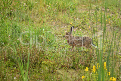 Feldhase (Lepus europaeus)