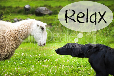 Dog Meets Sheep, Text Relax, Green Grass