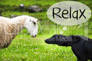 Dog Meets Sheep, Text Relax, Green Grass