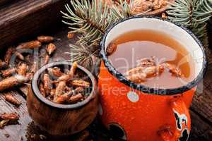 Tea with pine buds