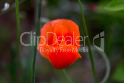 Blooming poppy flower