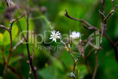 White flower on a green field.