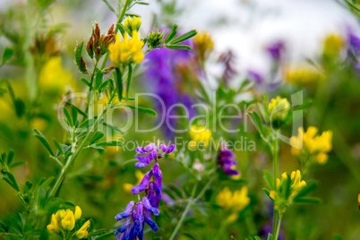 Wild colorful flowers on green grass background.