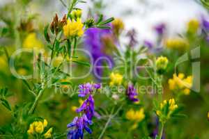 Wild colorful flowers on green grass background.