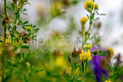 Wild colorful flowers on green grass background.