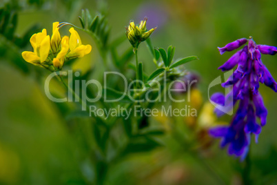 Wild colorful flowers on green grass background.