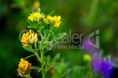 Wild colorful flowers on green grass background.