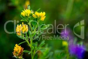 Wild colorful flowers on green grass background.