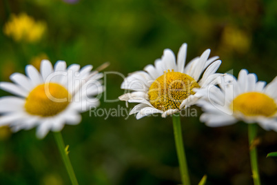 Daisies on background of green grass.