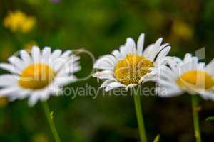 Daisies on background of green grass.
