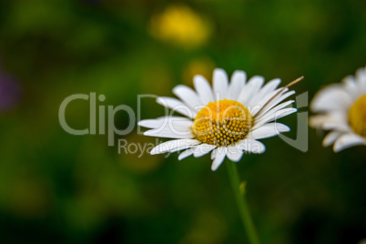 Daisies on background of green grass.