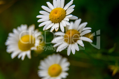Daisies on background of green grass.