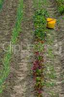 Bucket between furrows in spring season.