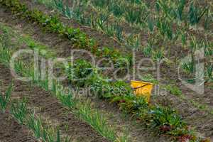 Bucket between furrows in spring season.