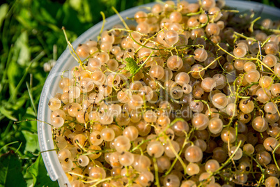 White currants on green grass.