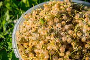 White currants on green grass.