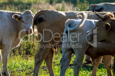 Cows pasture in green meadow.