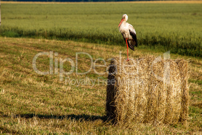 White stork on hay bale in Latvia.