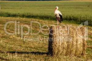 White stork on hay bale in Latvia.