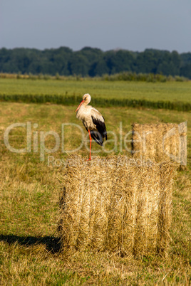 White stork on hay bale in Latvia.