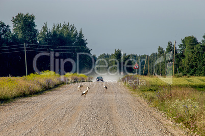 Landscape with rural road and storks.
