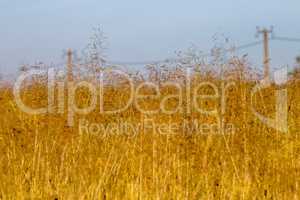 Yellow cornfield and blue sky background.