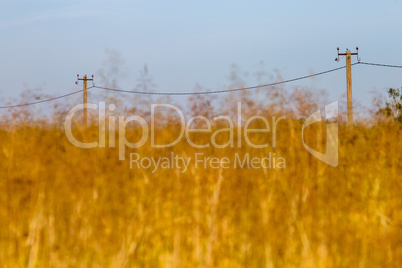 Yellow cornfield and blue sky background.