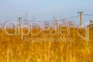 Yellow cornfield and blue sky background.