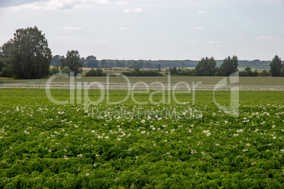 Green field with flowering potatoes