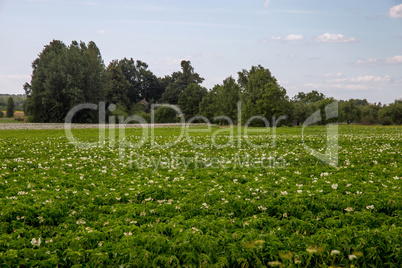 Green field with flowering potatoes