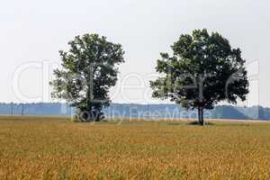 Landscape with two trees in cereal field.