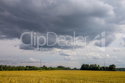 Landscape with cereal field, trees and cloudy blue sky