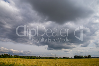 Landscape with cereal field, trees and cloudy blue sky