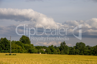 Landscape with cereal field, trees and cloudy blue sky