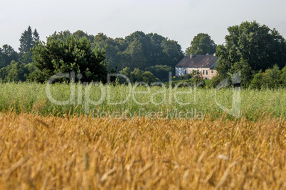 Two color cereal field with country house.