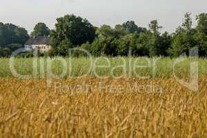 Two color cereal field with country house.