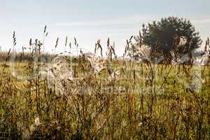 Spider nets in the meadow