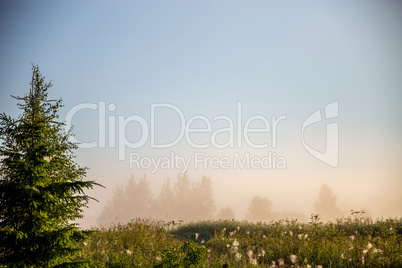 Spruce on misty meadow background.