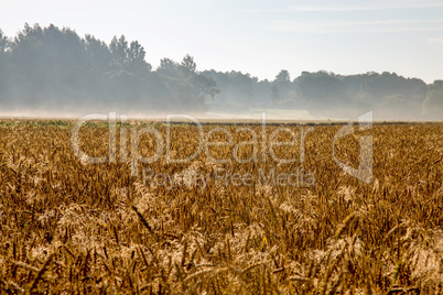 Fog on the cereal field in summer time.