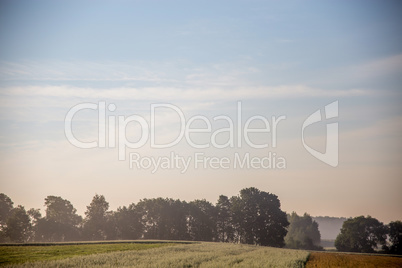 Fog on the cereal field in summer season.