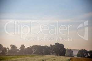 Fog on the cereal field in summer season.